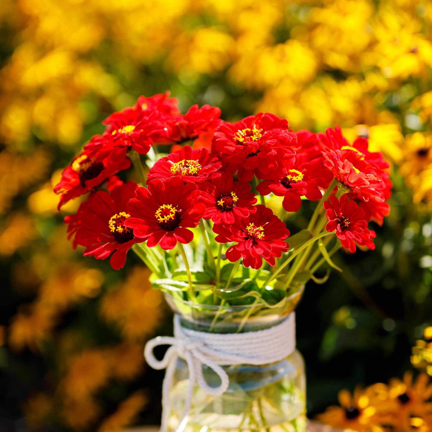 zinnia scarlet flame