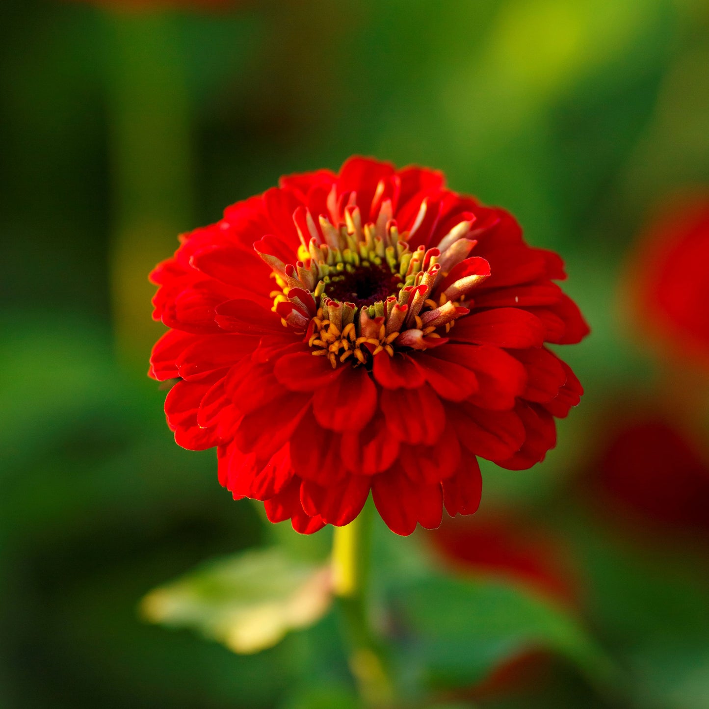 zinnia scarlet flame