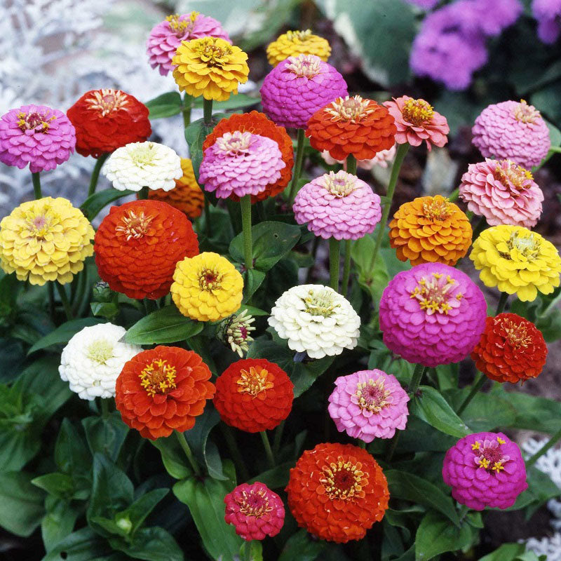 zinnia sprite mix