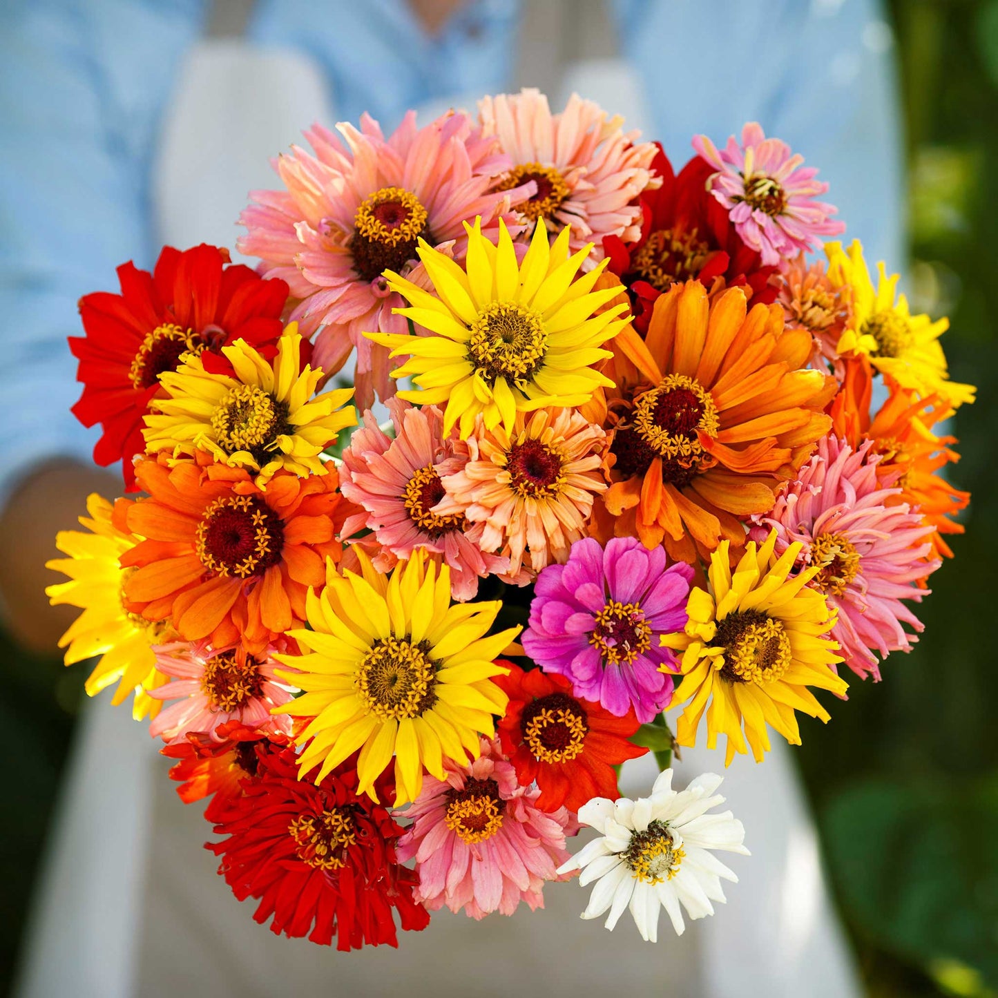 super cactus mix zinnia 