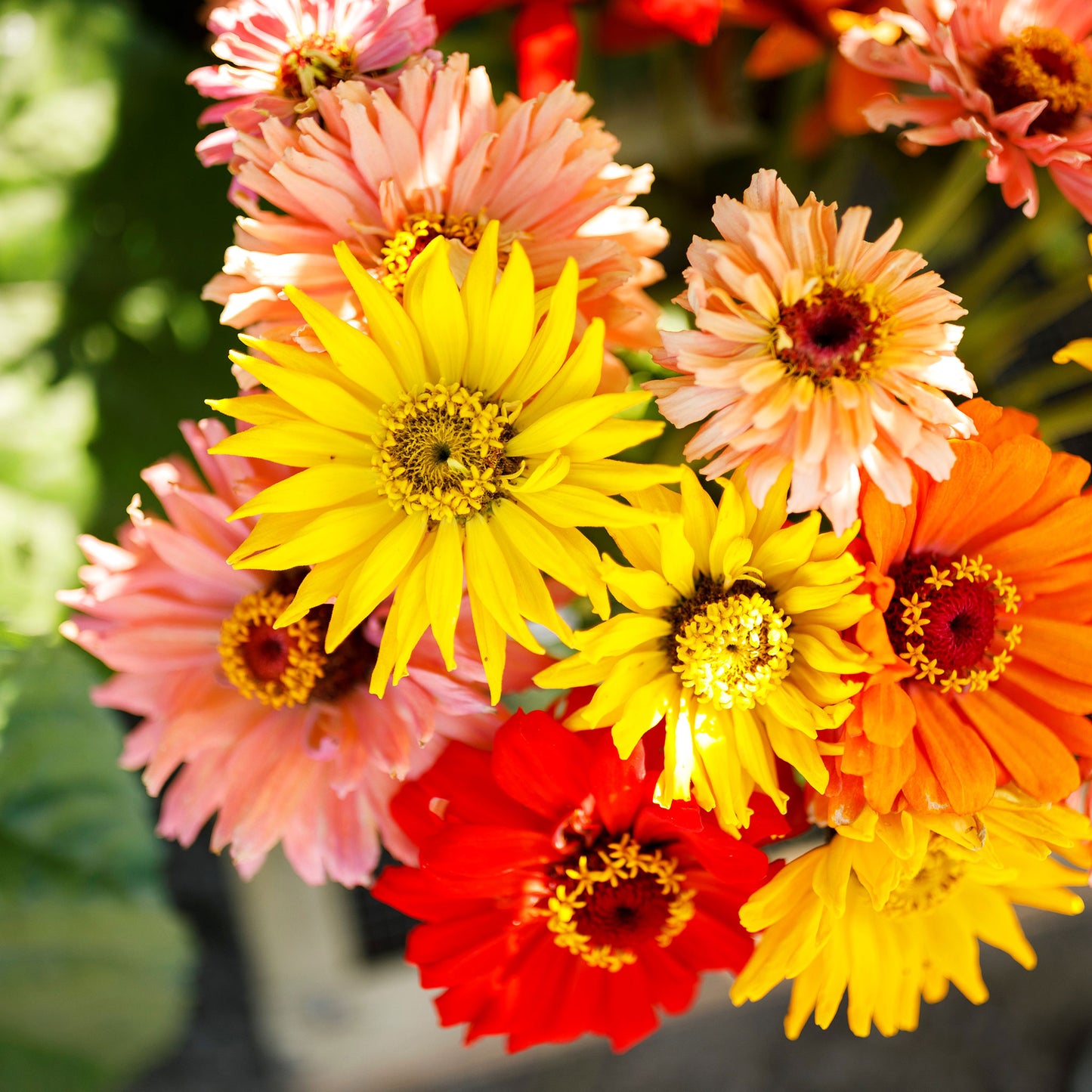 super cactus mix zinnia