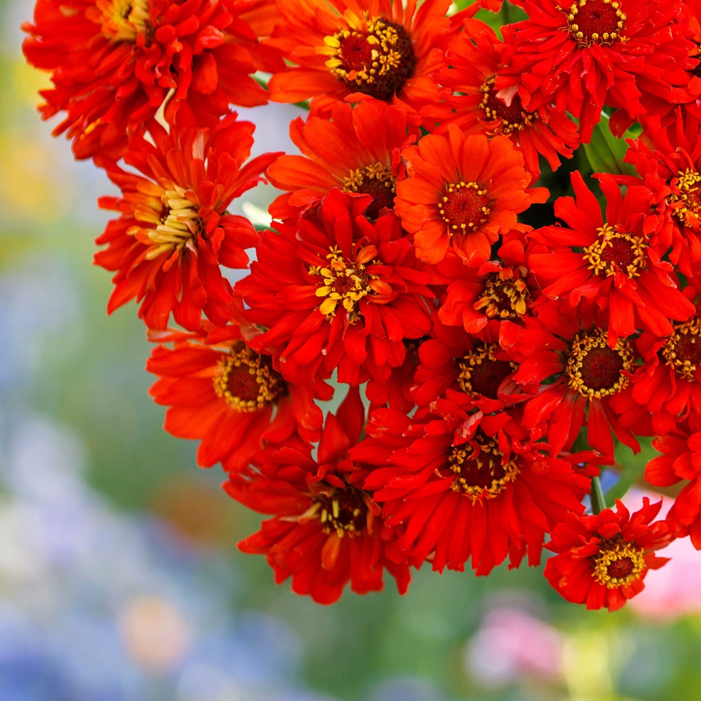 redman super cactus zinnia