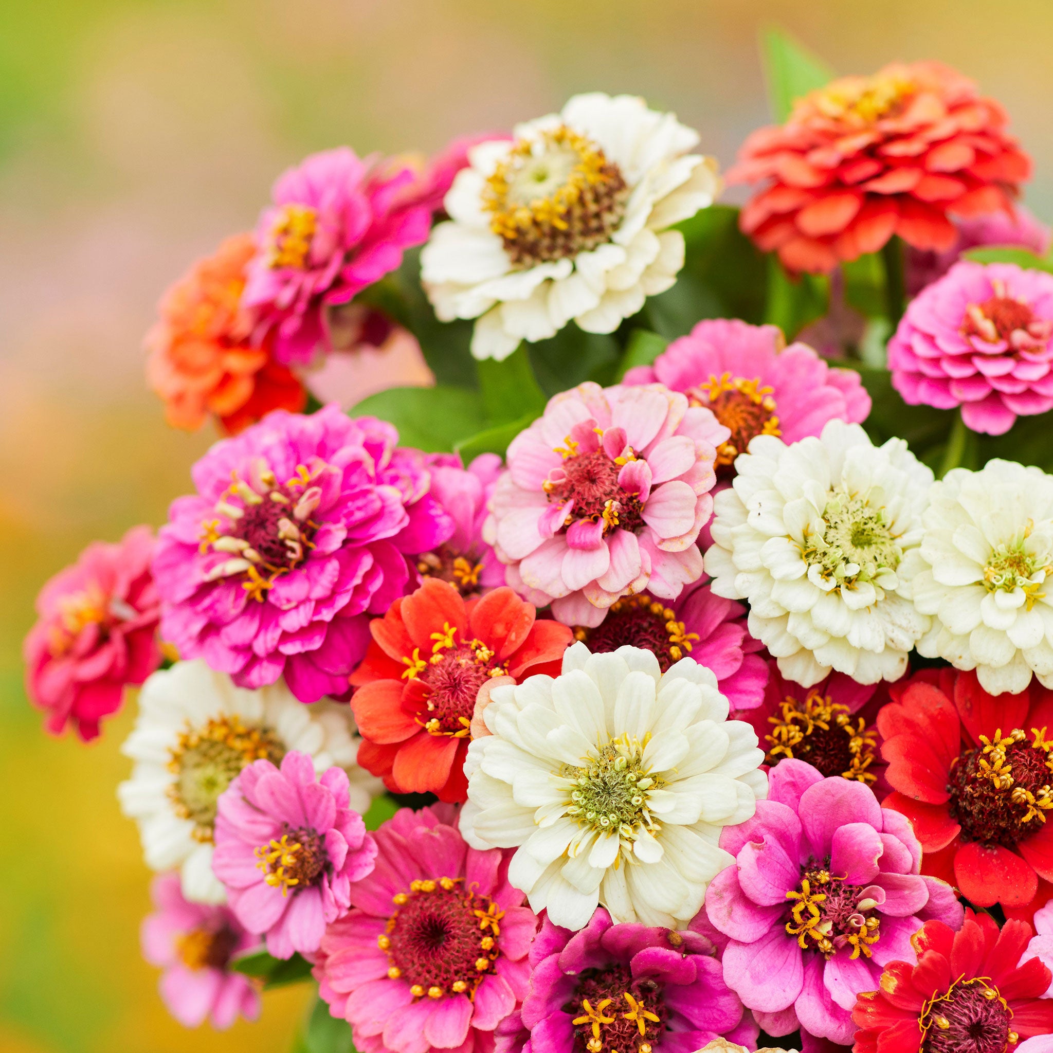 zinnia thumbelina