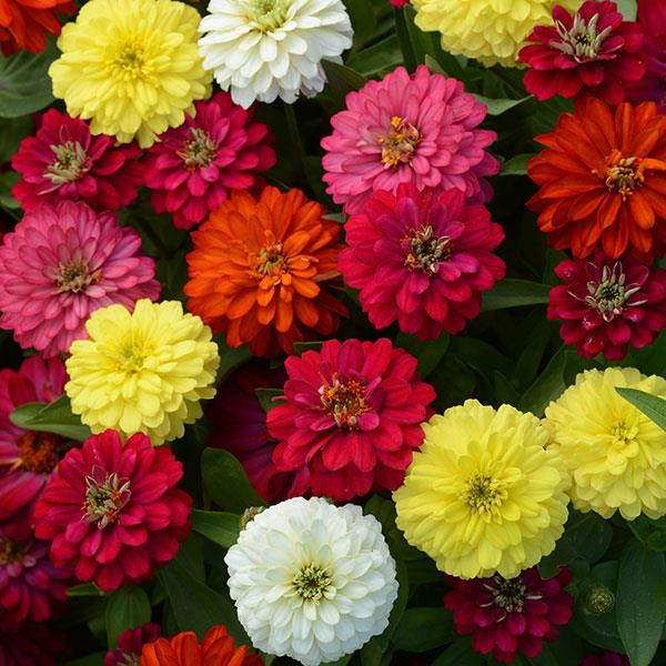 zinnia zahara double mix brilliant