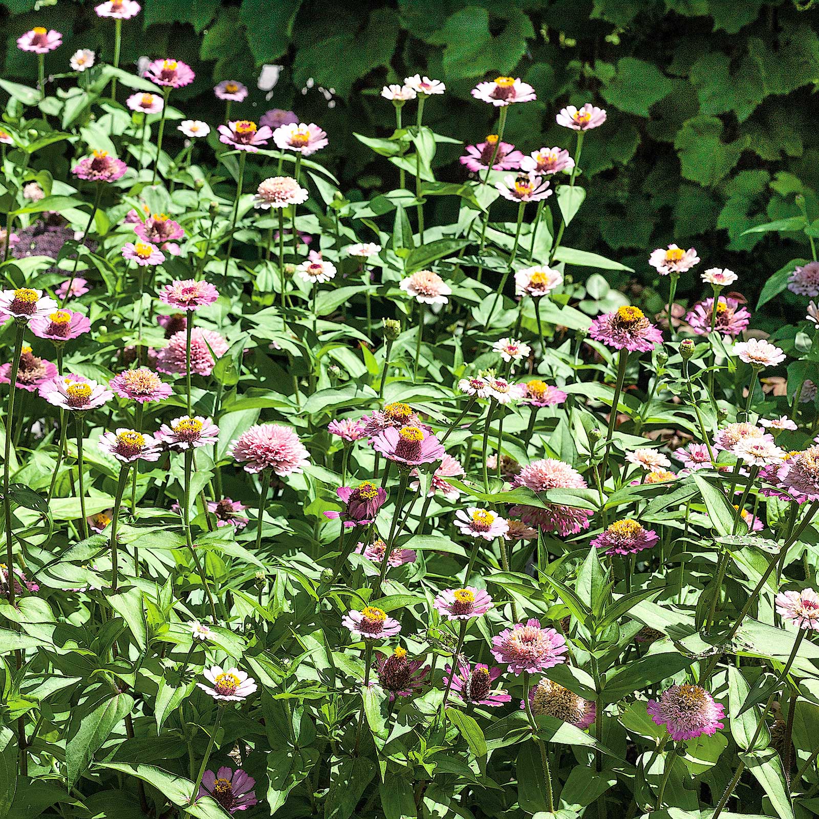 zinnia zinderella lilac