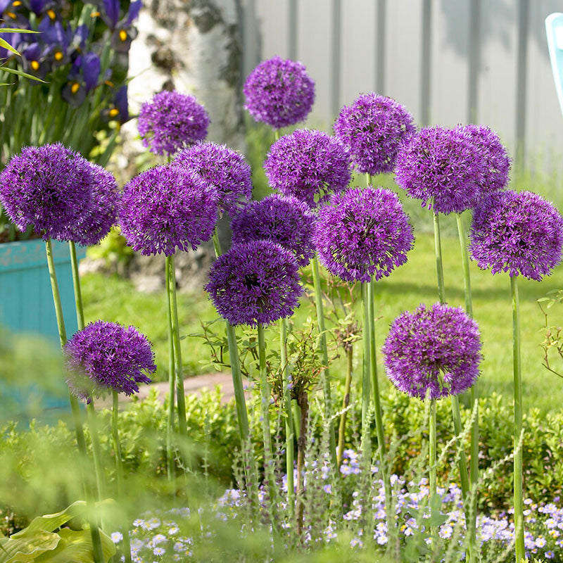 Allium Bulbs