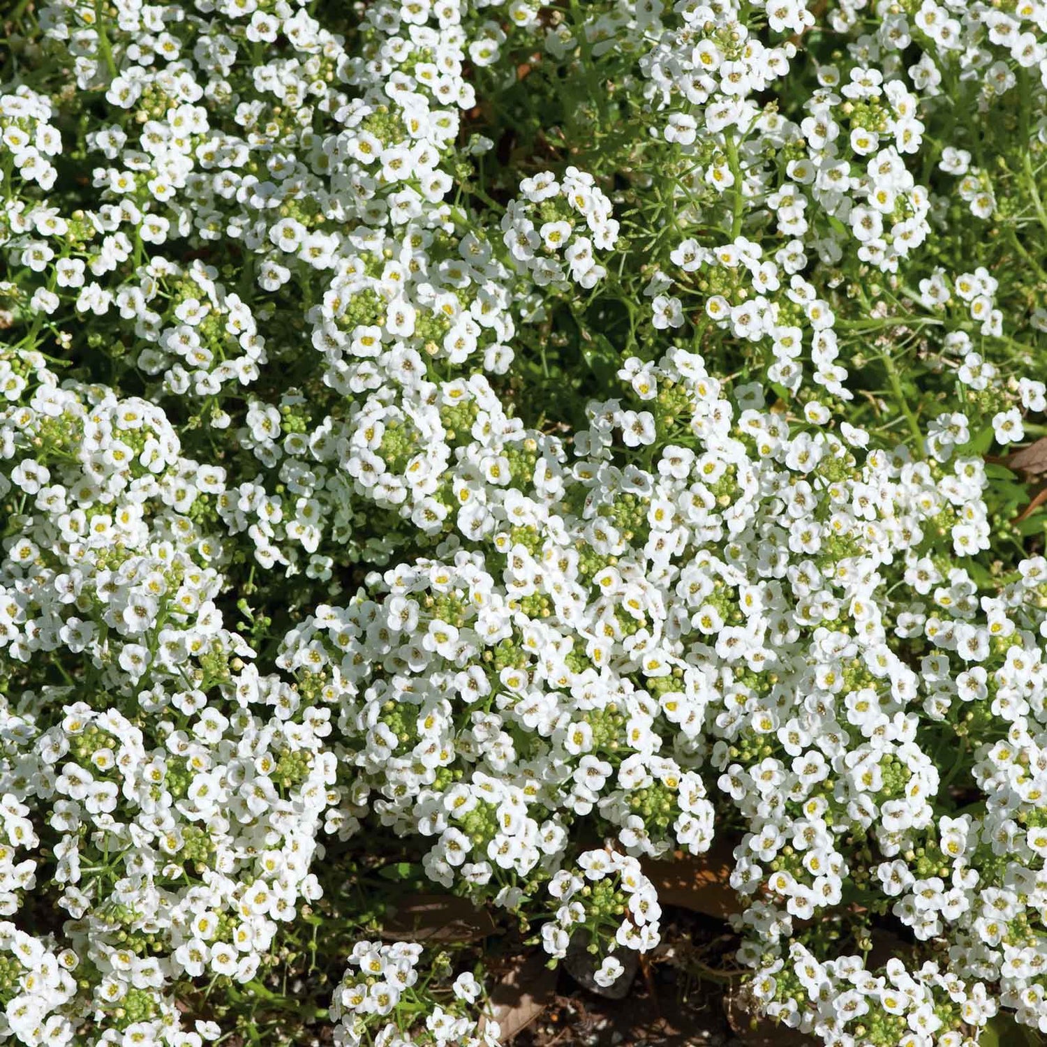 Alyssum Seeds (Heirloom)