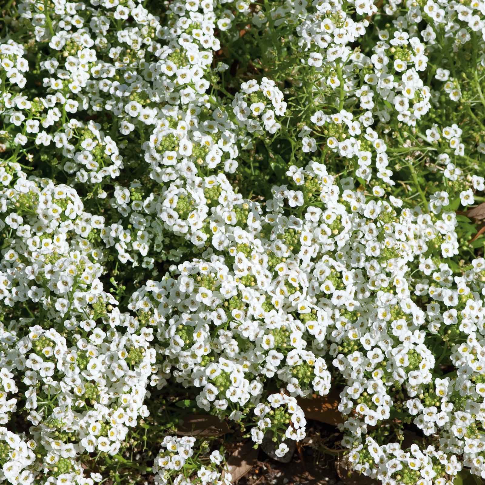 alyssum flowers