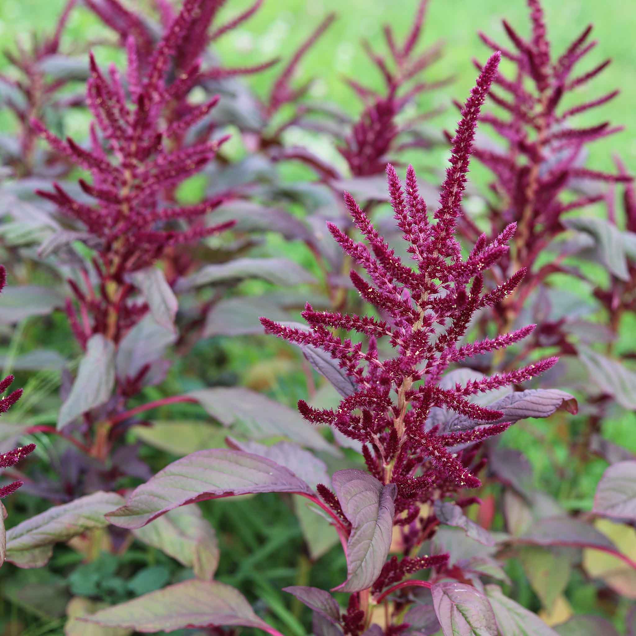 amaranth seeds
