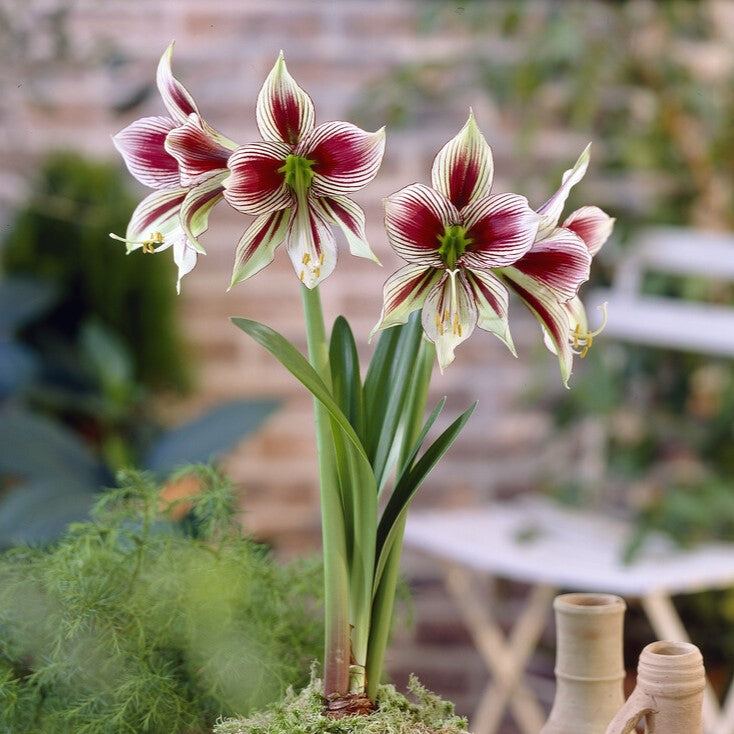 Amaryllis Bulbs