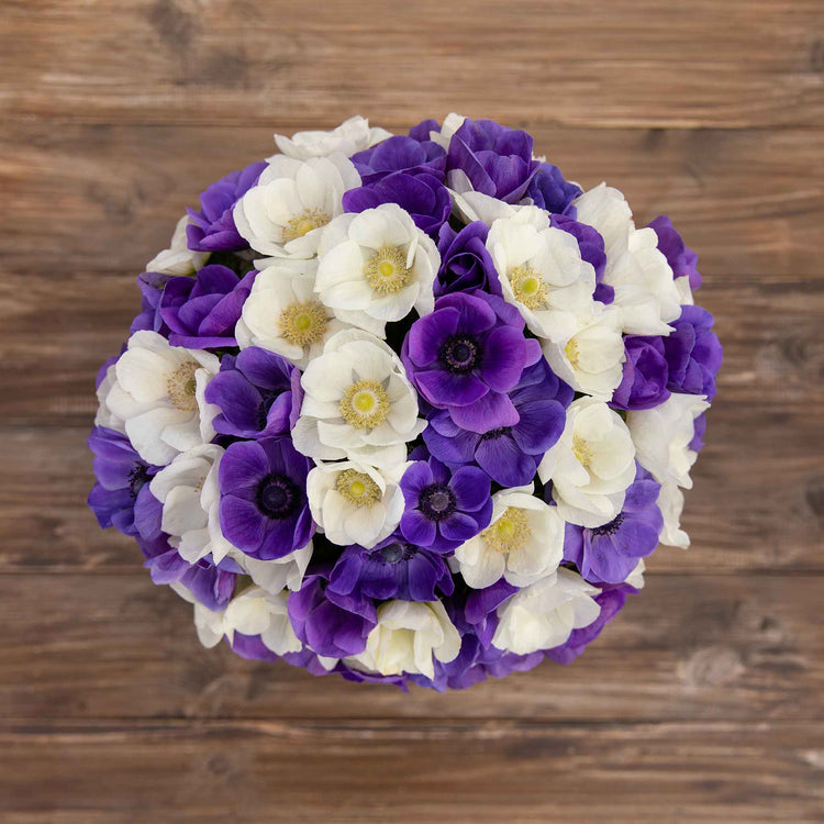 Liatris spicata Bulbs Blue Spring Flower Bulbs Eden Brothers