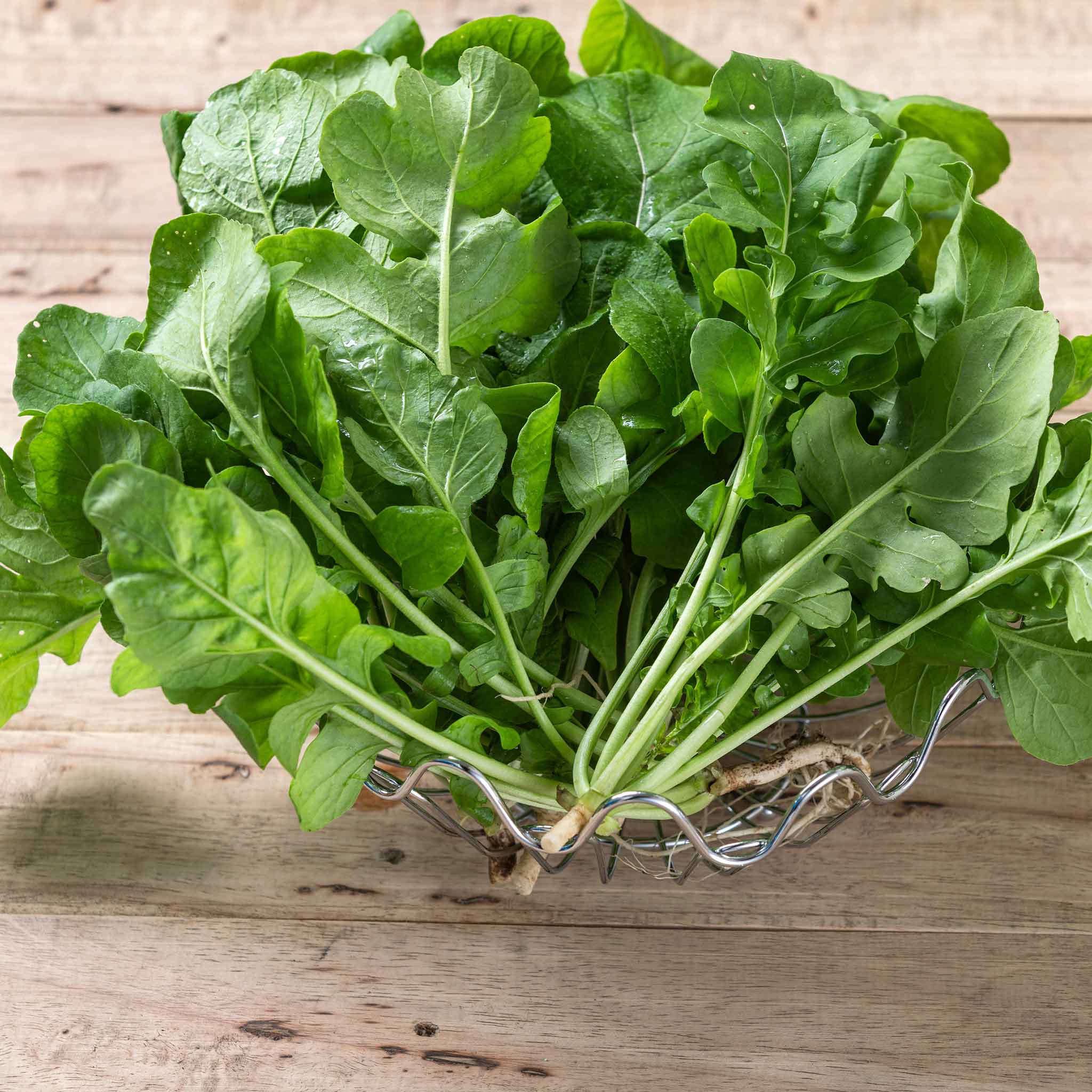 Arugula Seeds | Shop 5 Varieties | Eden Brothers