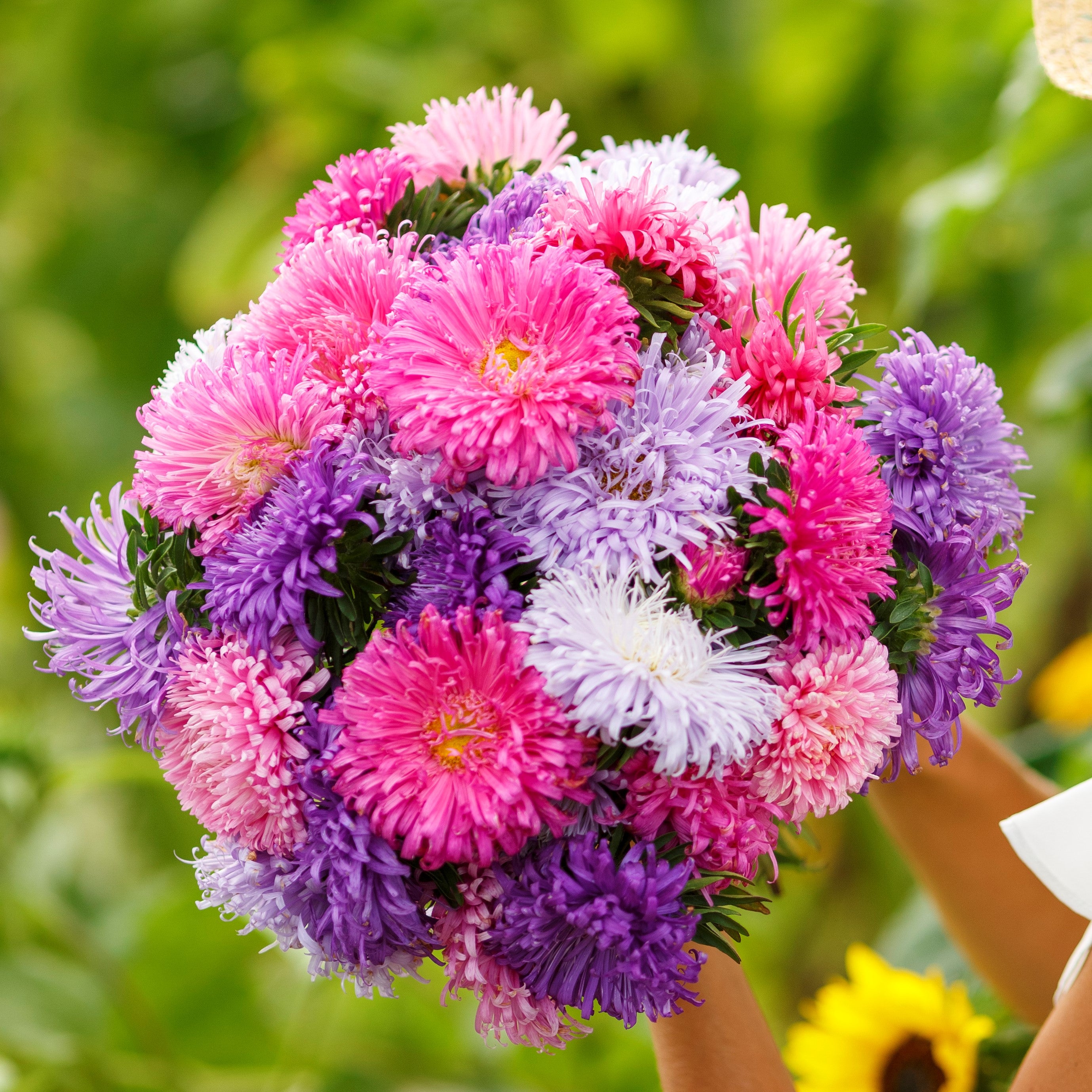 heirloom aster seeds