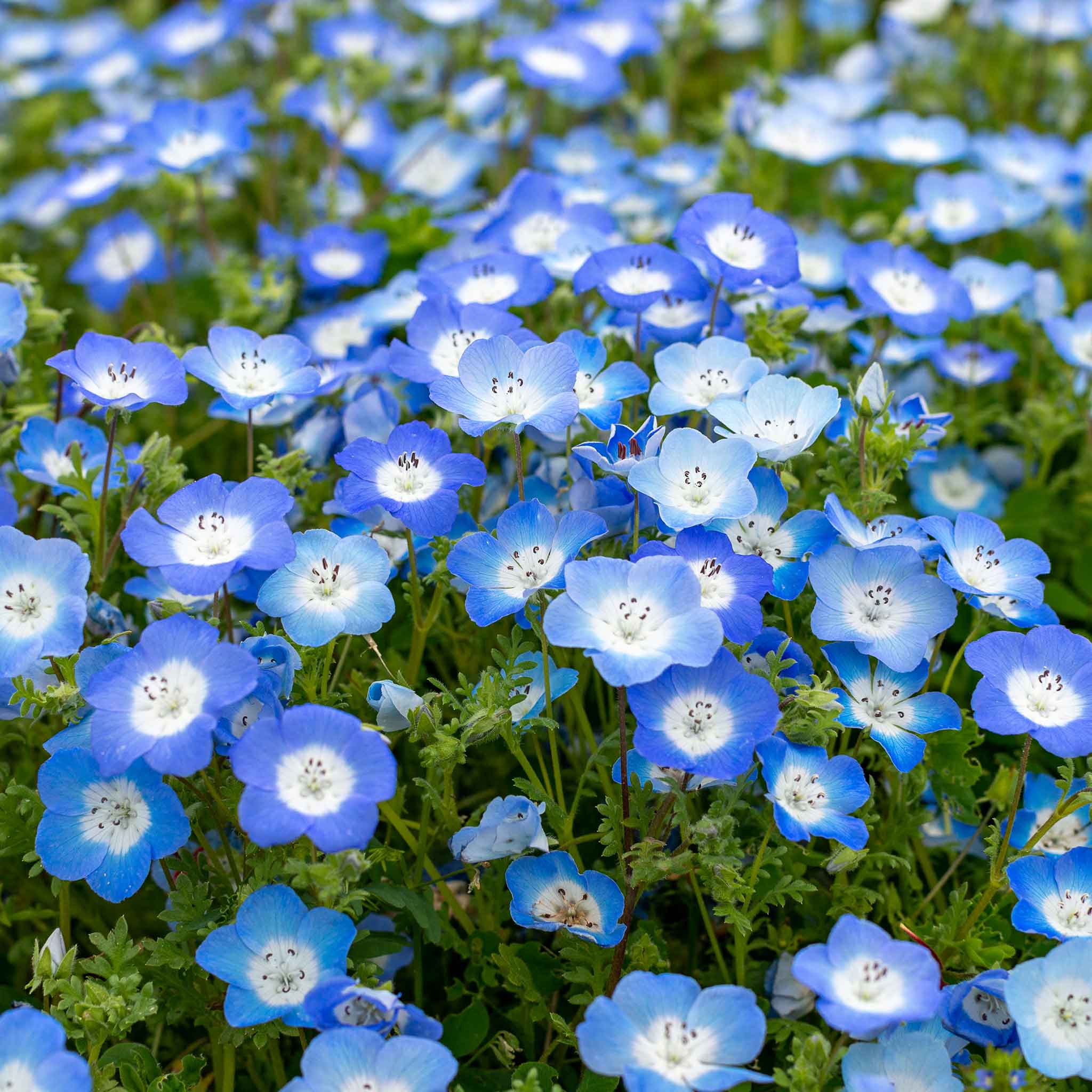heirloom baby blue eyes seeds