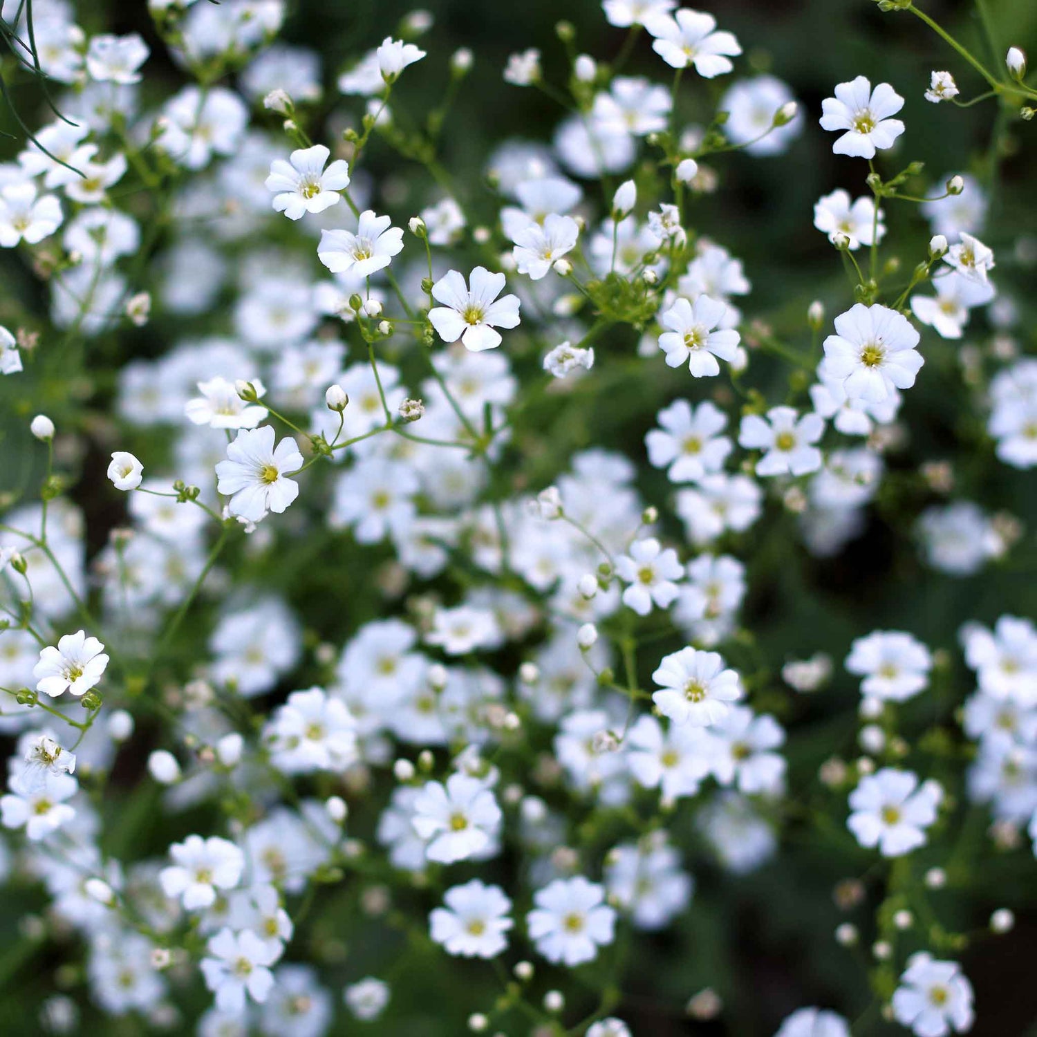 Baby's Breath Seeds (Heirloom)