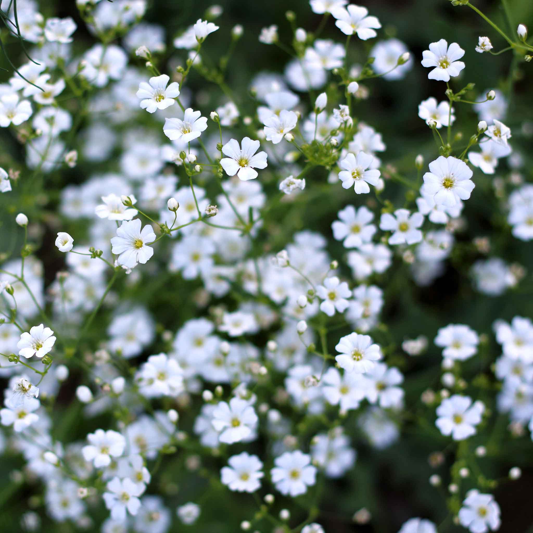 heirloom babys breath seeds