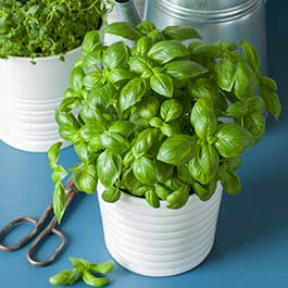 Organic Basil Seeds