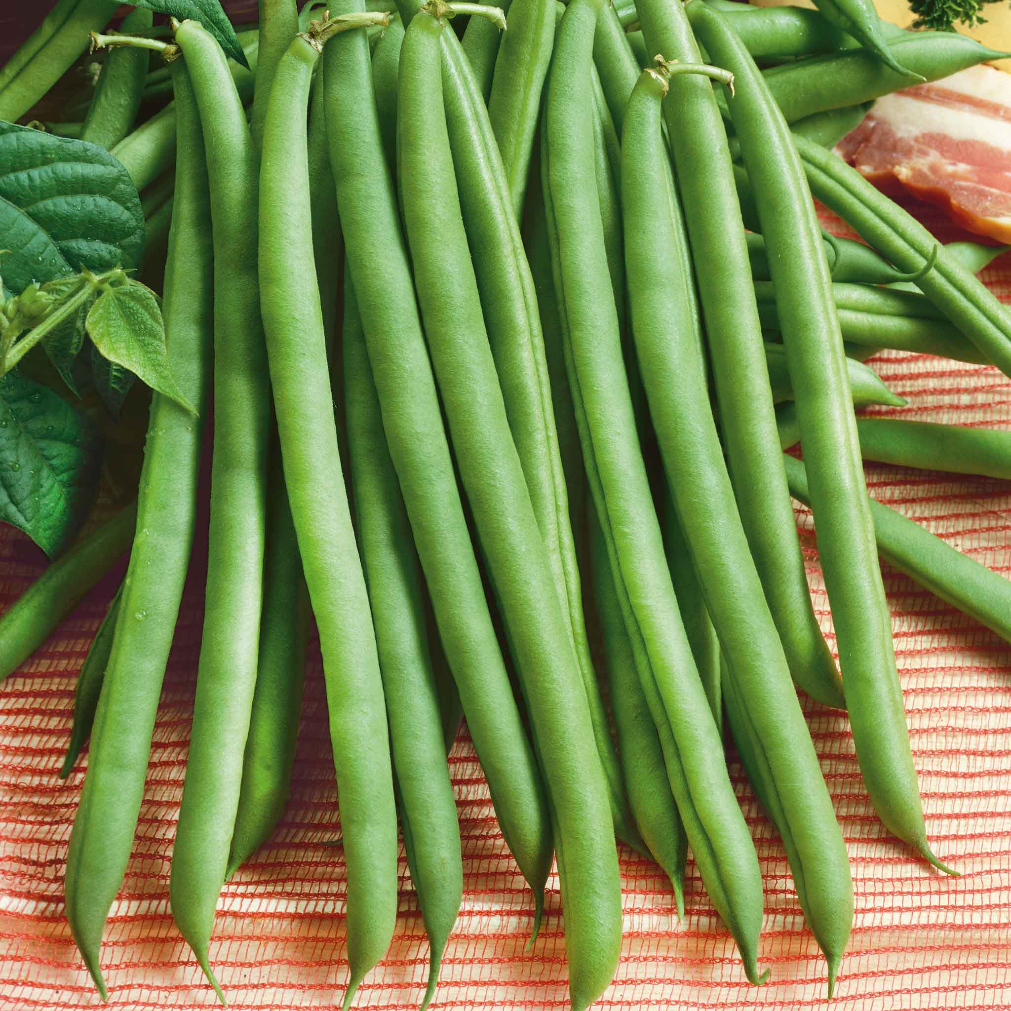 organic bean seeds