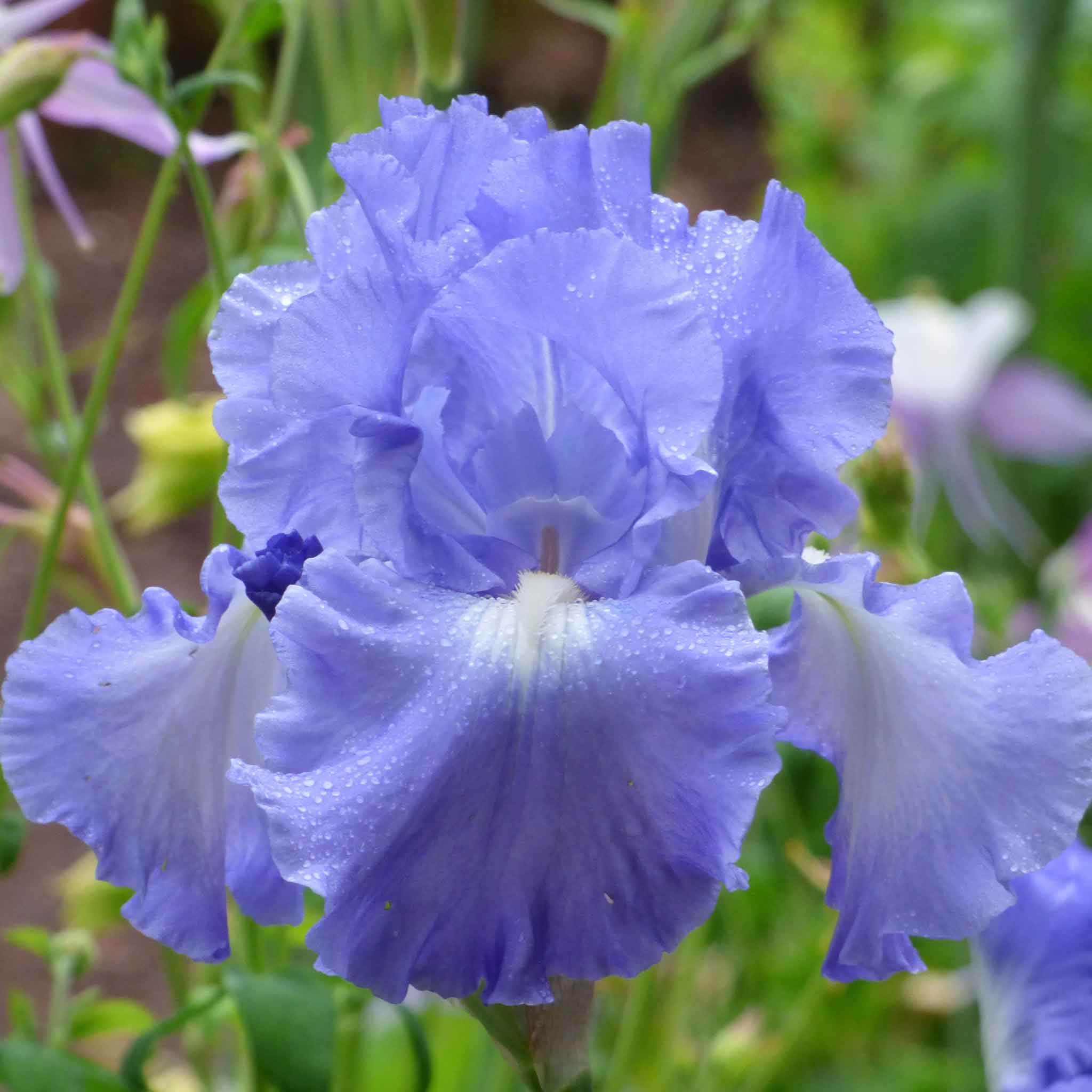 bearded iris rhizomes