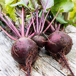 Organic Beet Seeds