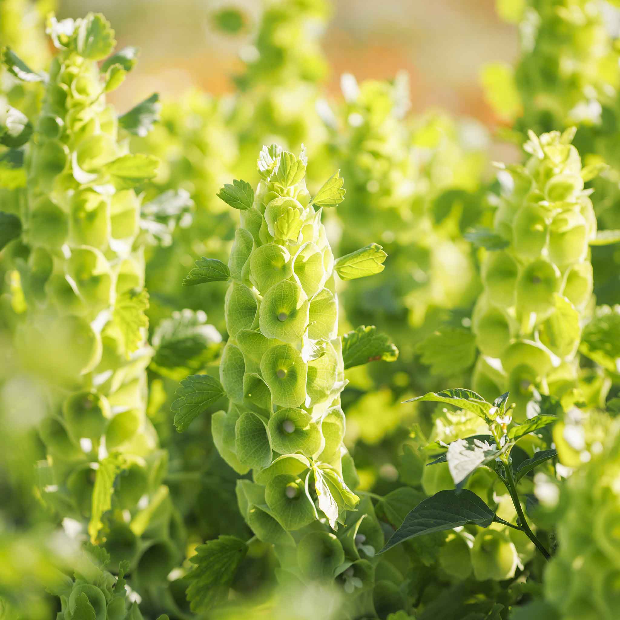 bells ireland seed