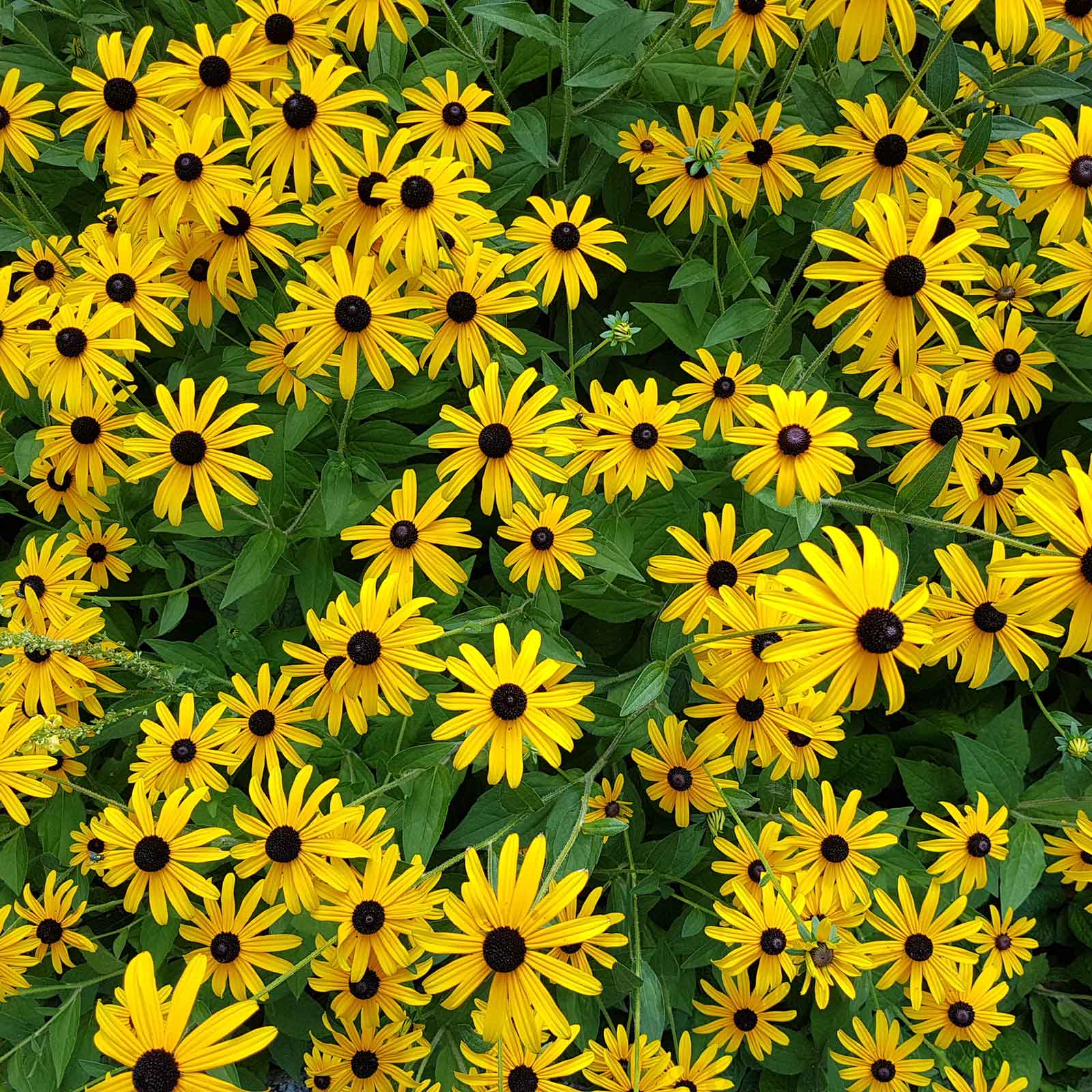 black eyed susans