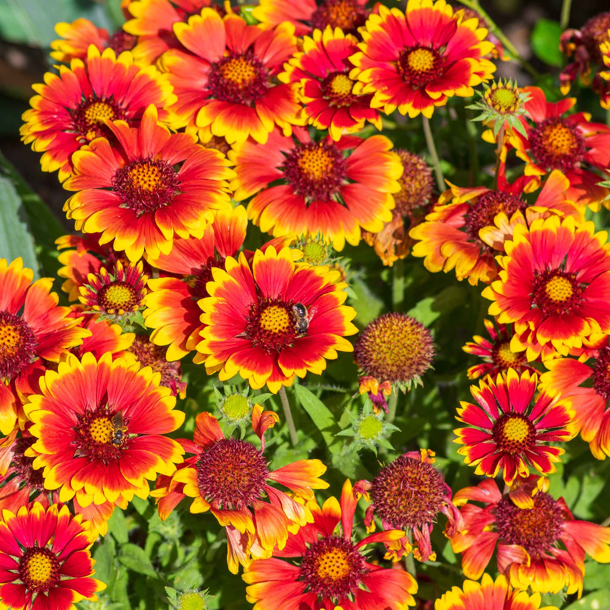 blanket flower seed