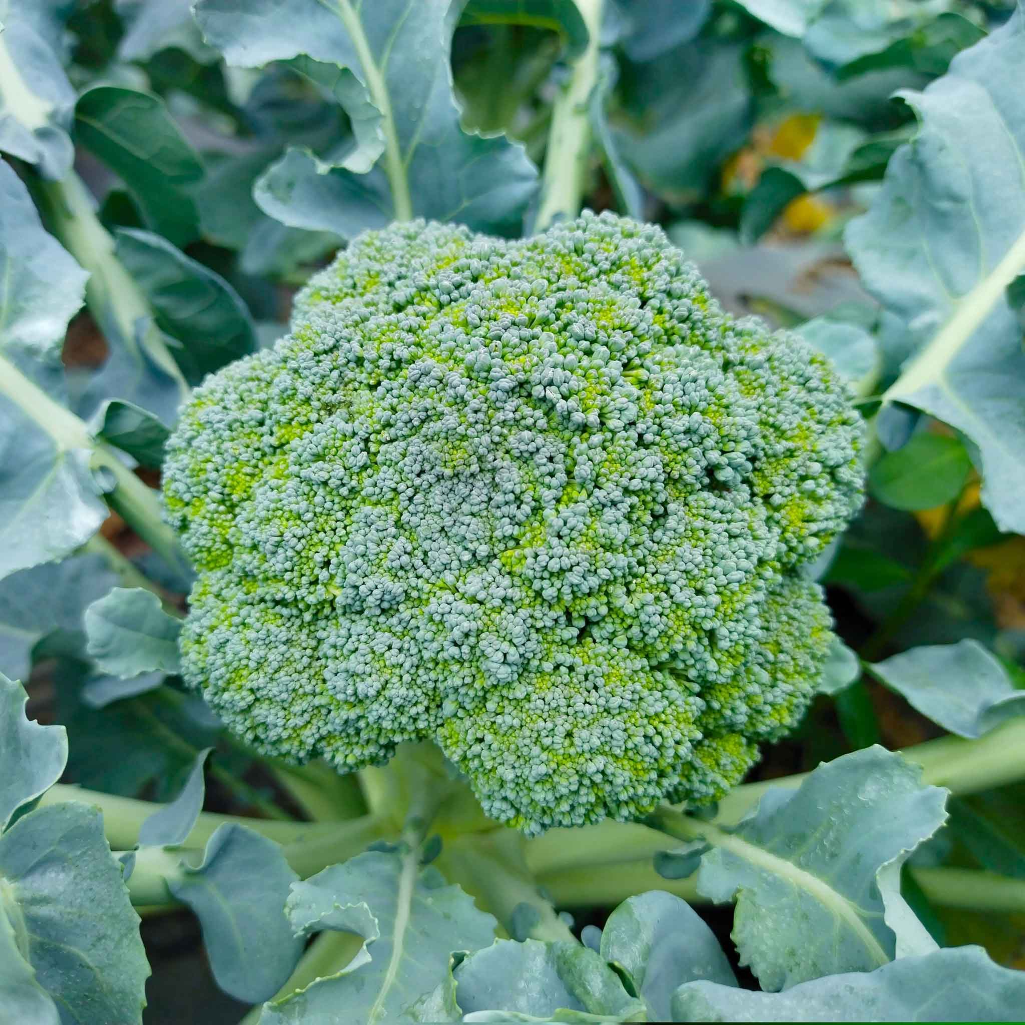 heirloom broccoli seeds