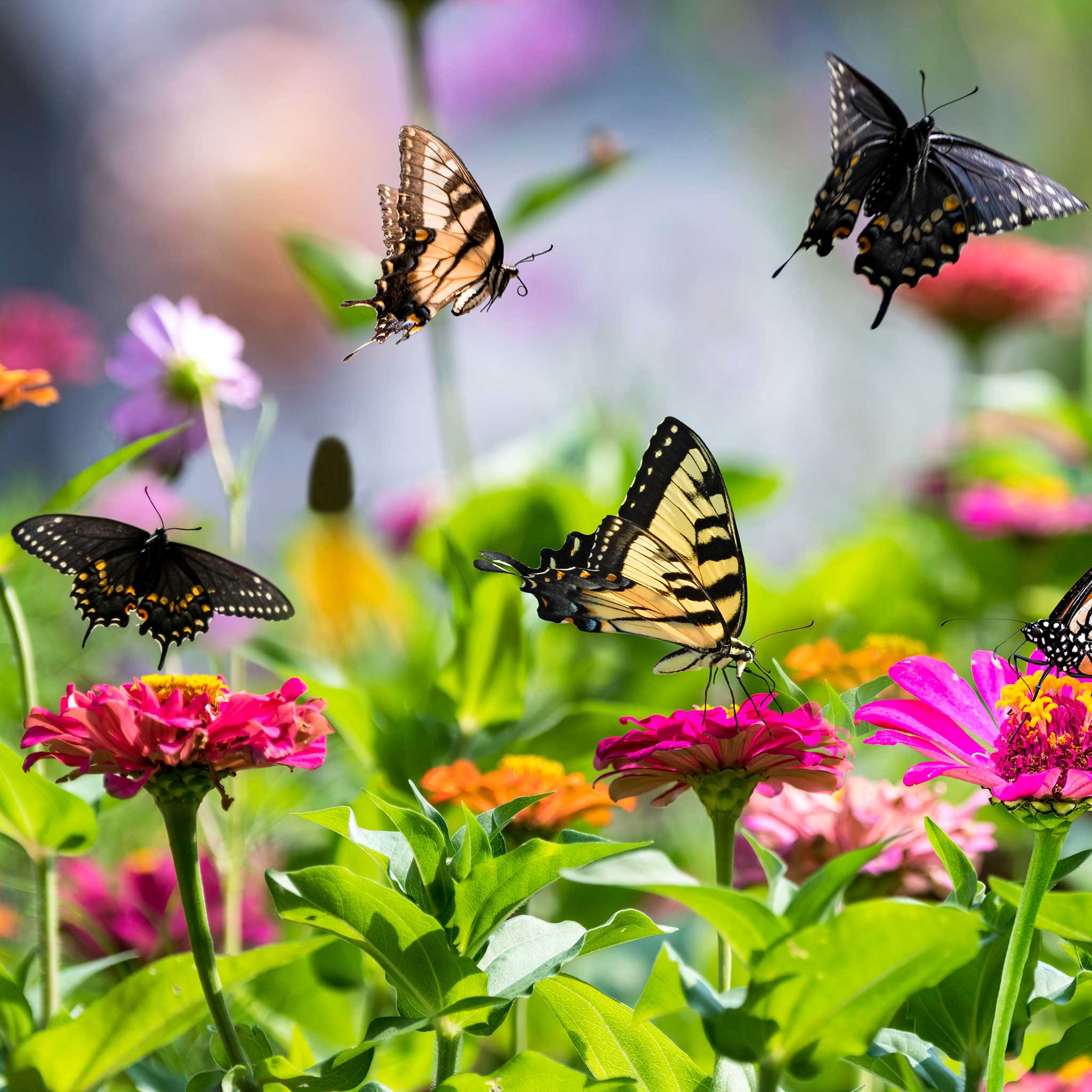 garden solutions