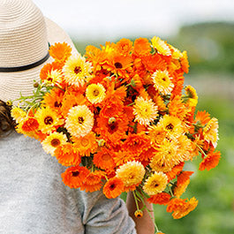 Calendula Seeds (Heirloom)