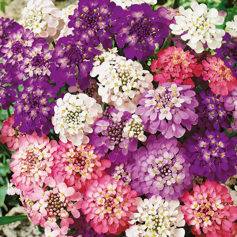 candytuft seed