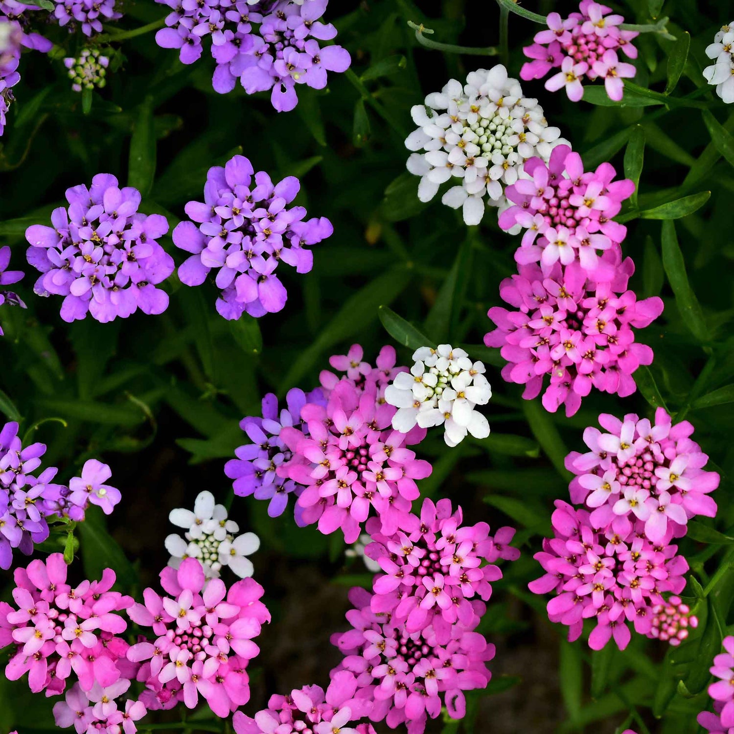 Candytuft Seeds (Heirloom)