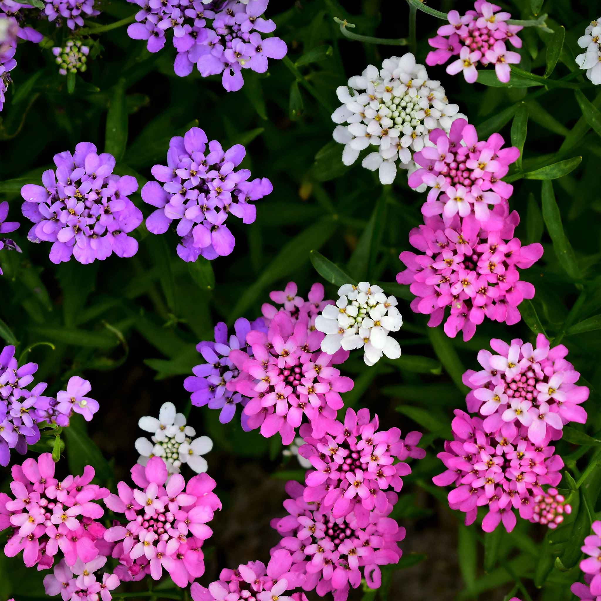 heirloom candytuft seeds