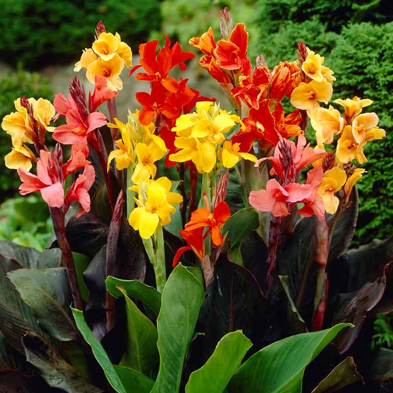 canna lily bulbs