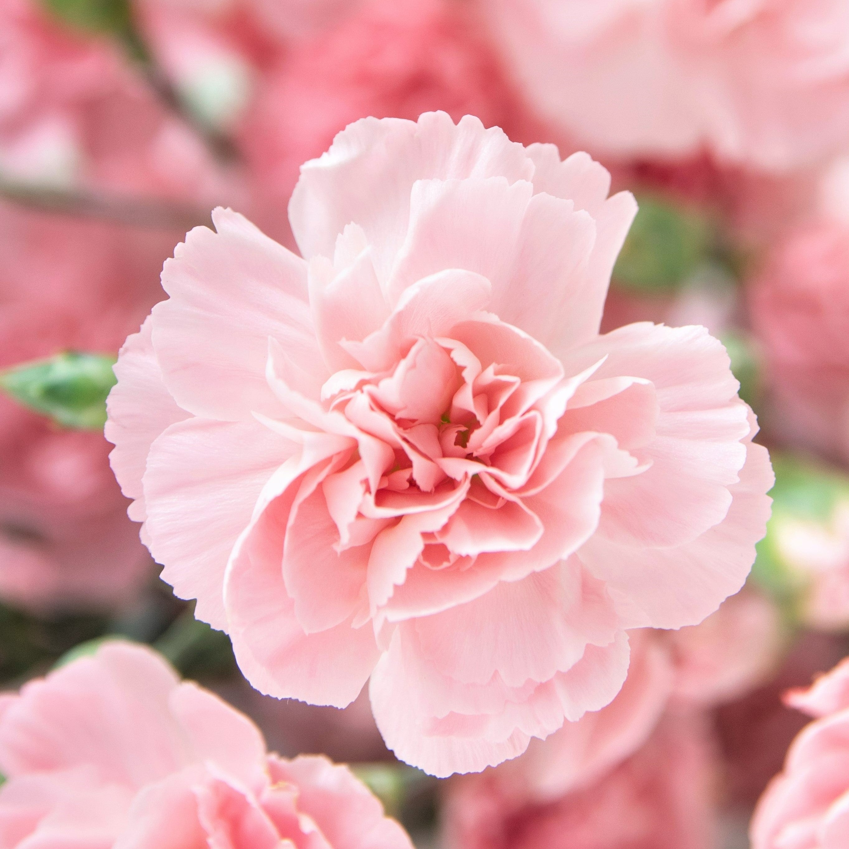 carnation seeds