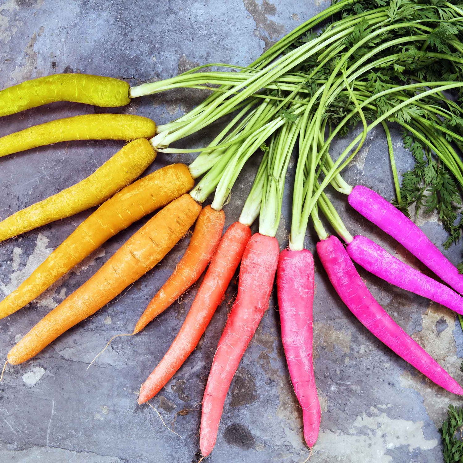 Carrot Seeds