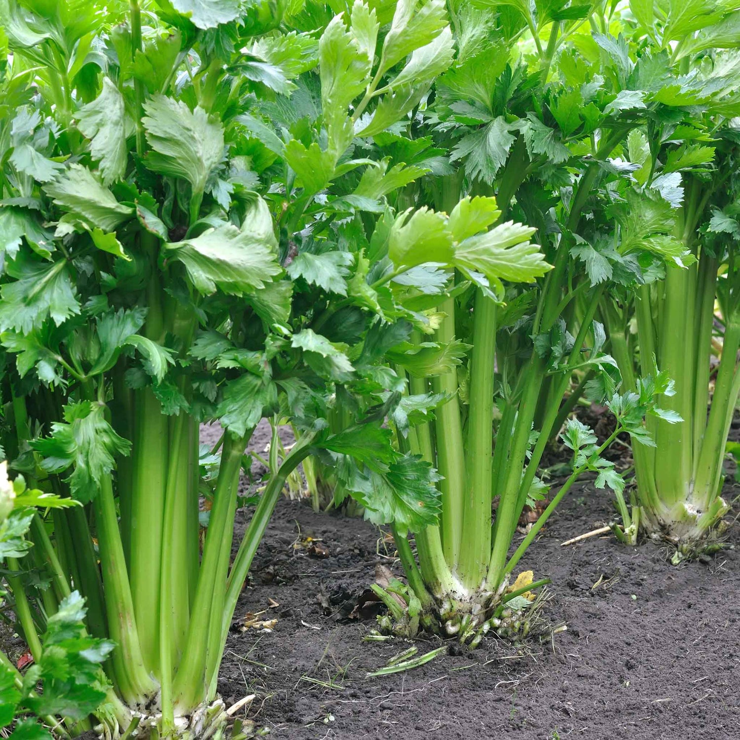 Celery Seeds