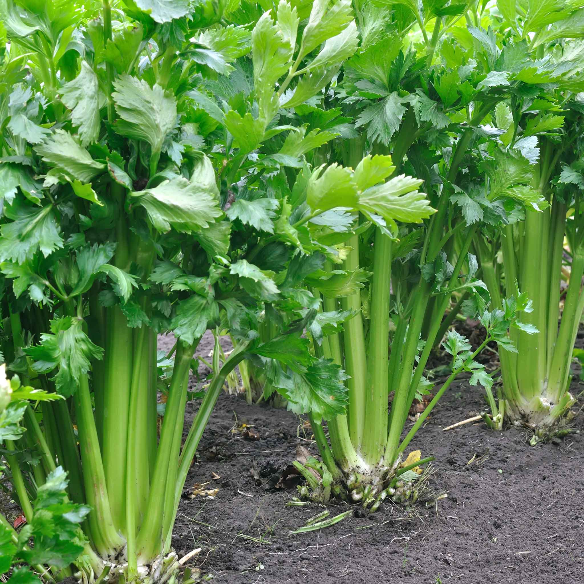 celery seeds