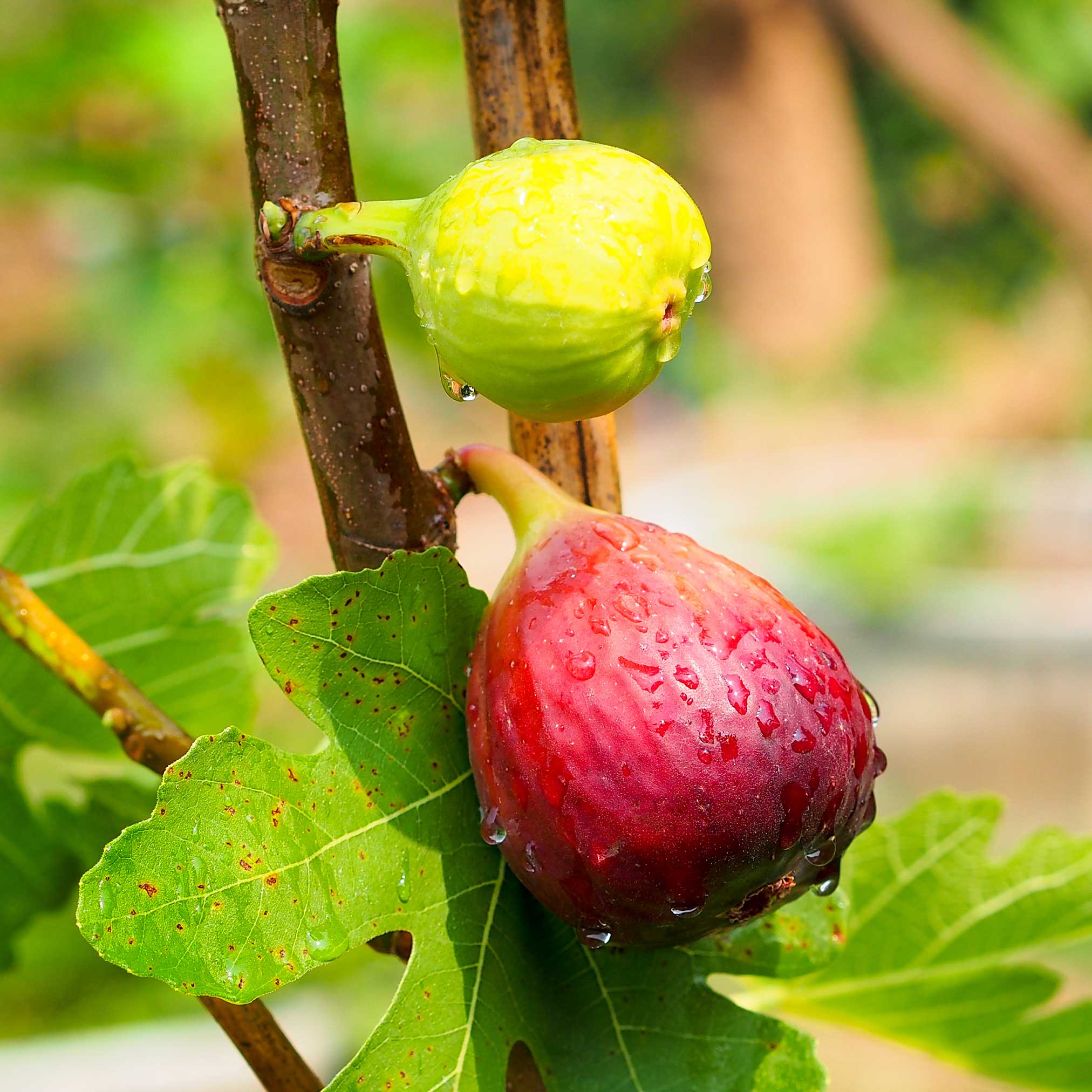 Specialty Fruits