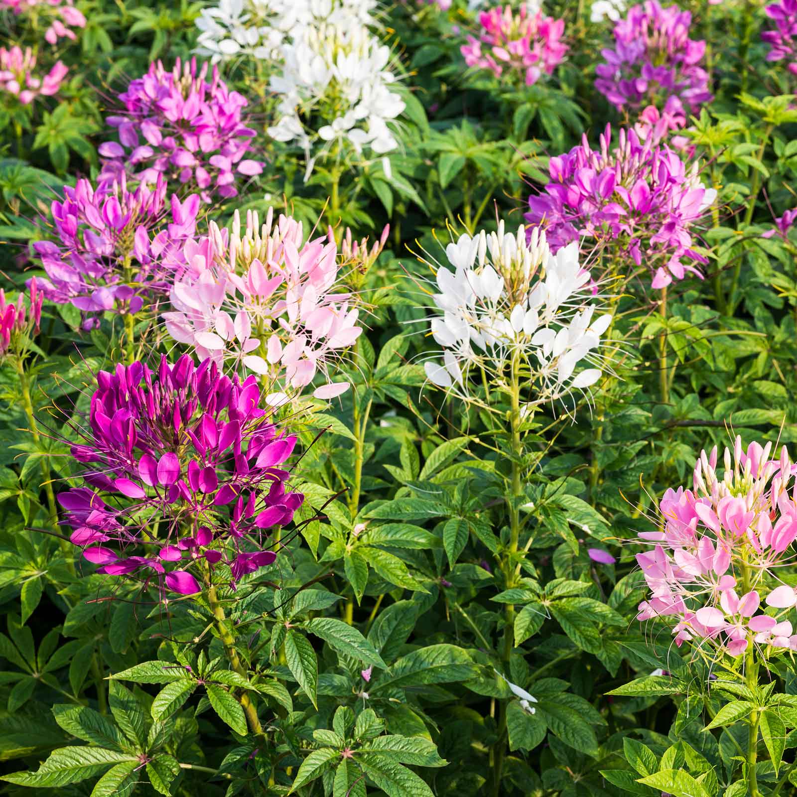 heirloom cleome seeds