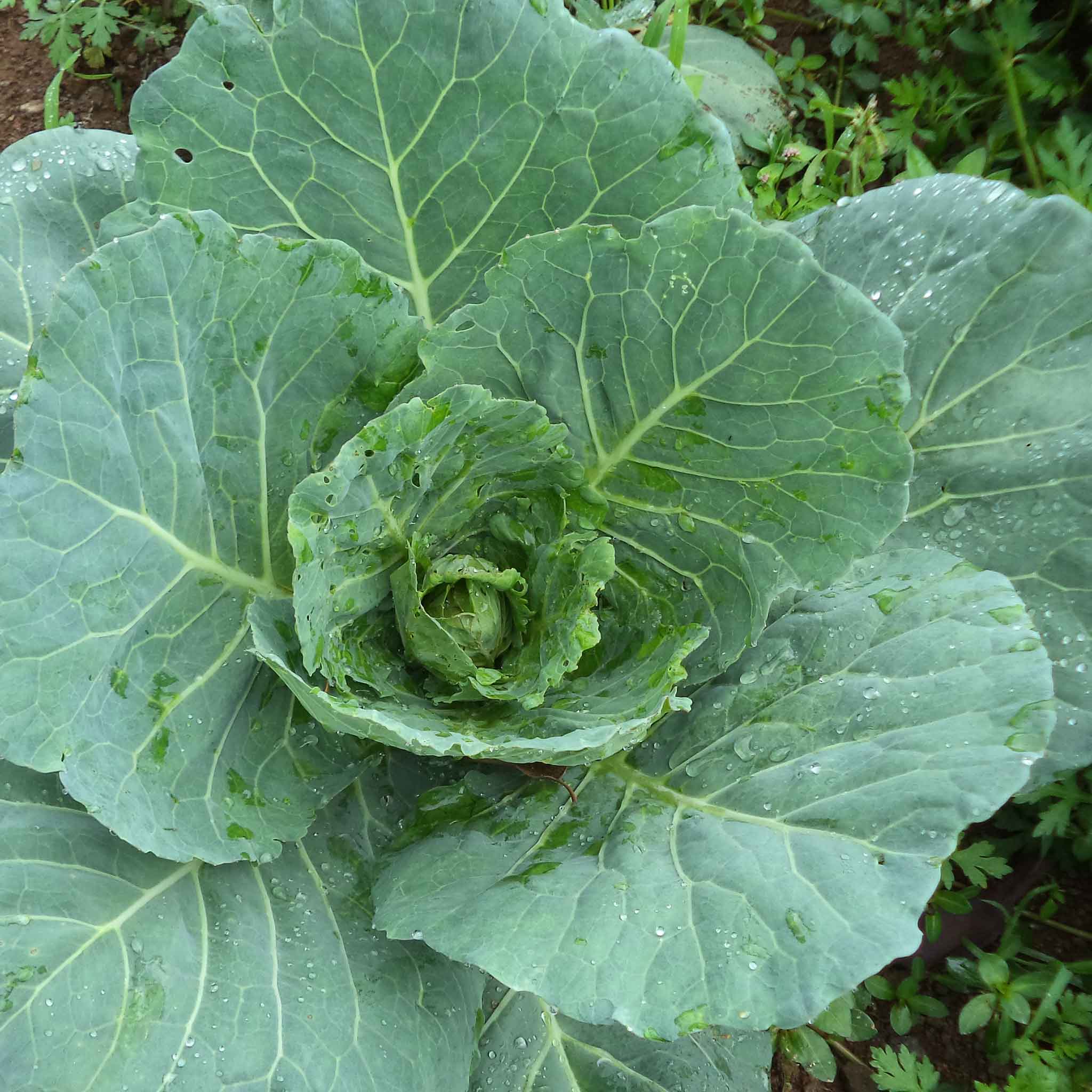 collard seeds