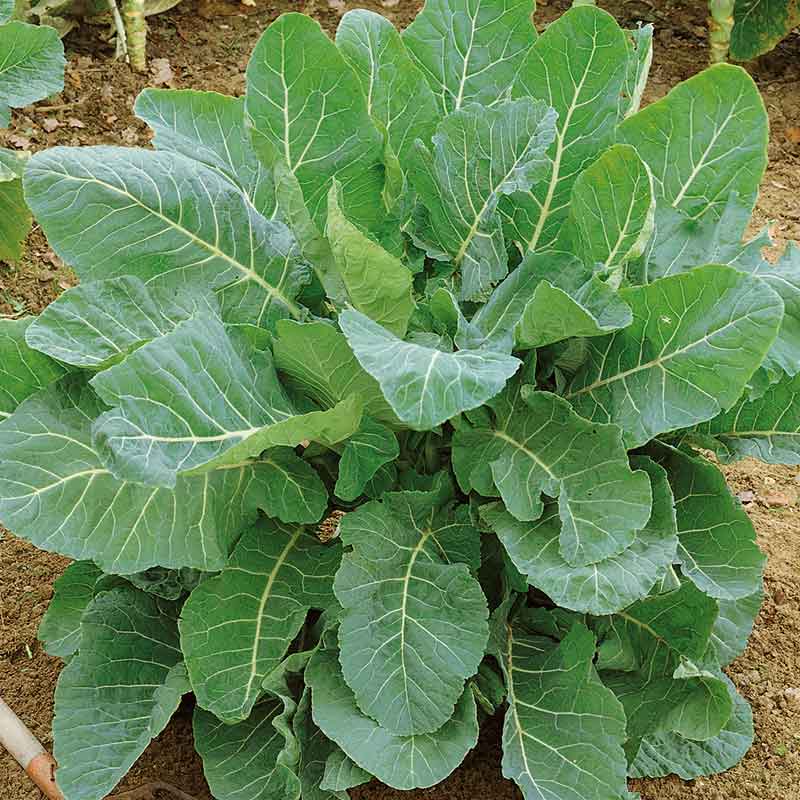 Collard Seeds (Heirloom)