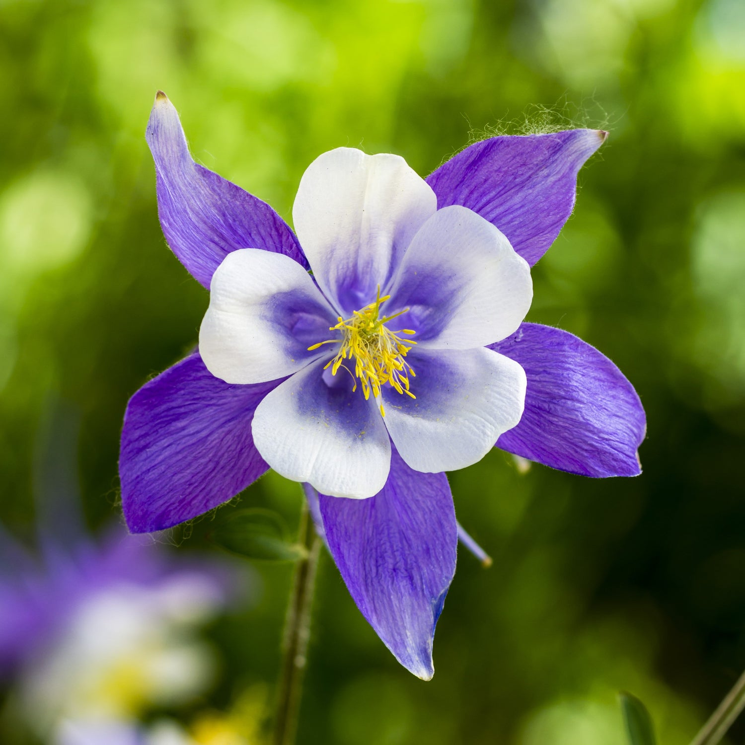 Forget Me Not Seeds - Blue