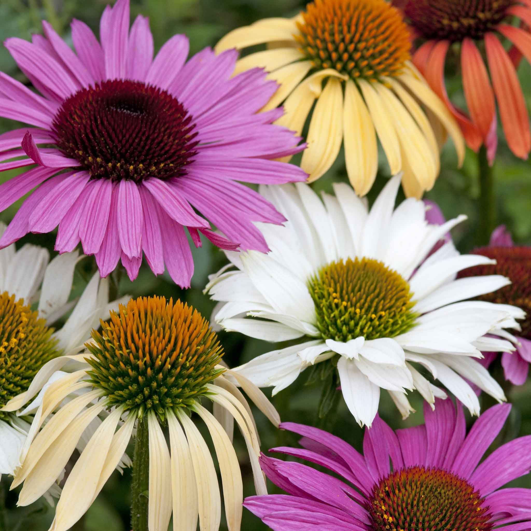 coneflower seeds