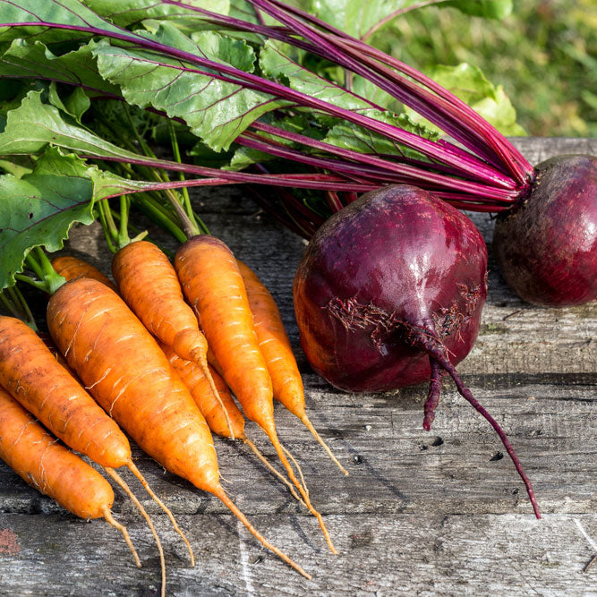 vegetable & herb seeds