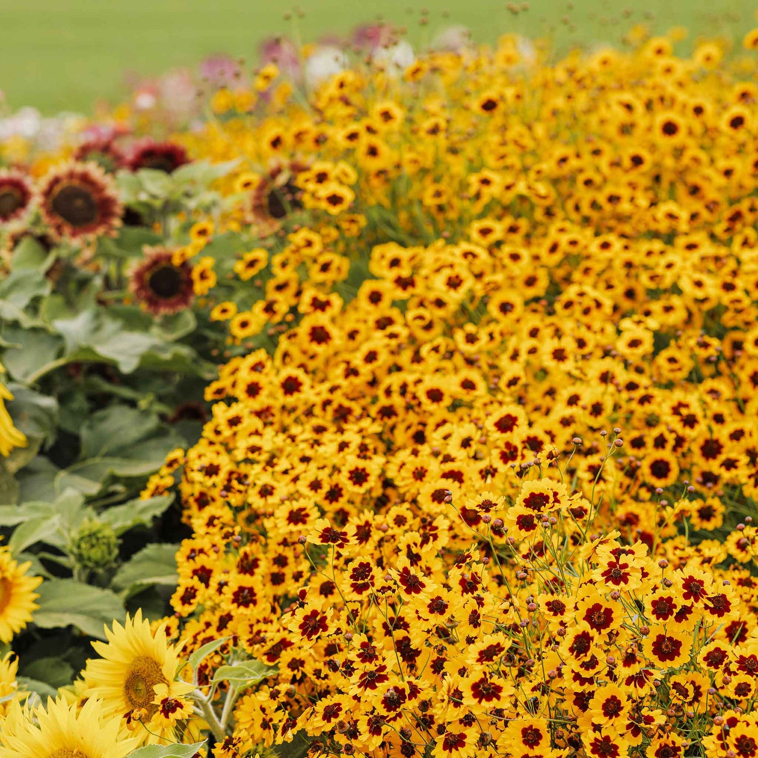 Coreopsis Seeds