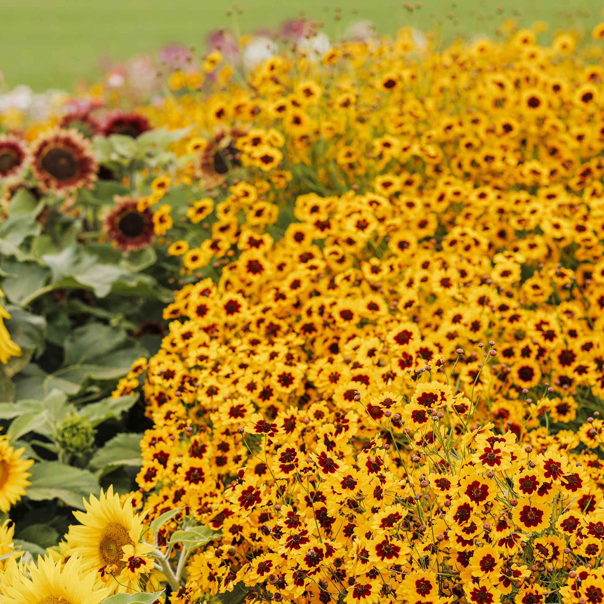 heirloom coreopsis seeds