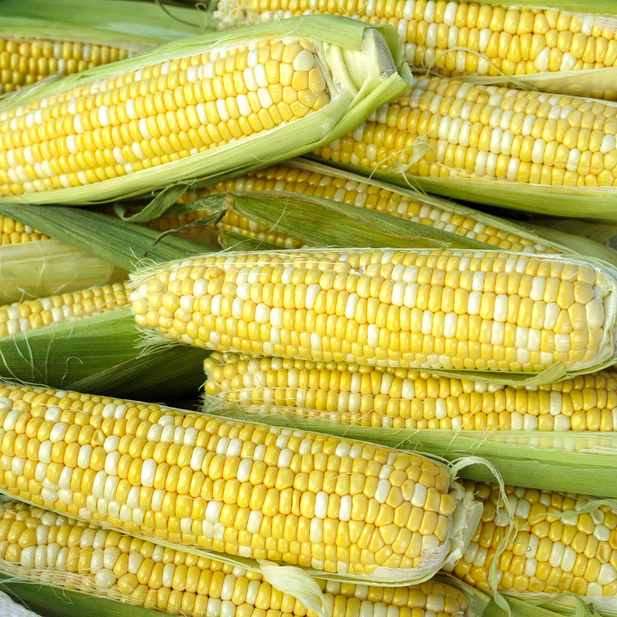 organic corn seeds