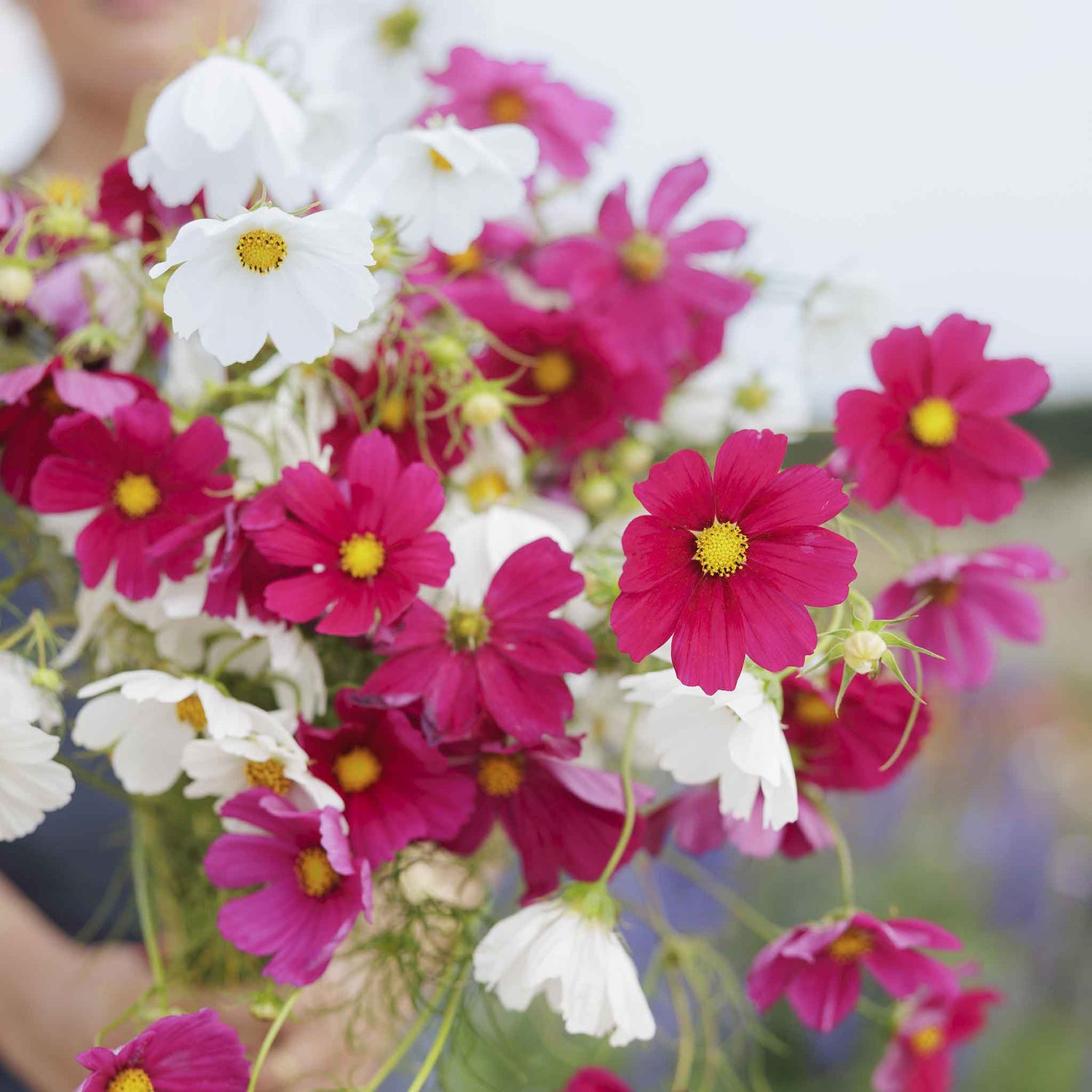 Roselily Bulbs - Pink Mix