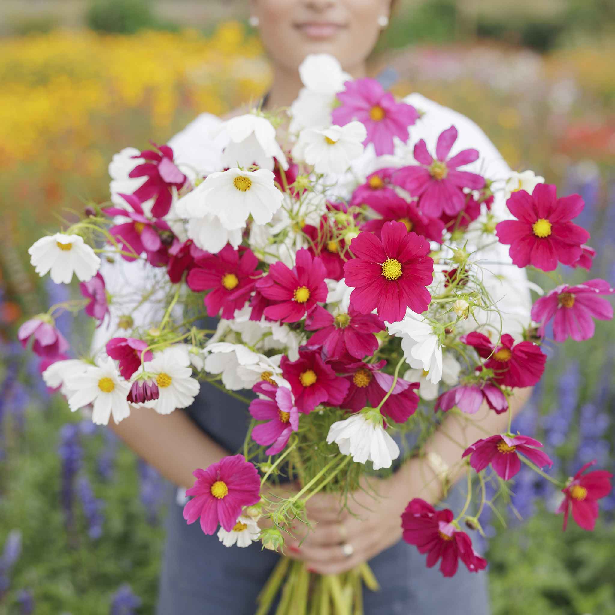 heirloom cosmos seeds